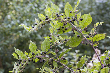 Belladonna ripe fruit on the plant.