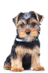 adorable little yorkshire terrier puppy sitting