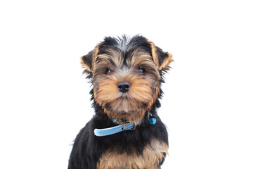 cute little yorkshire terrier puppy with blue collar