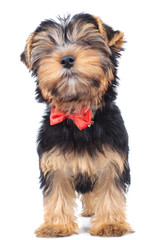 little puppy dog standing up  and wears bowtie