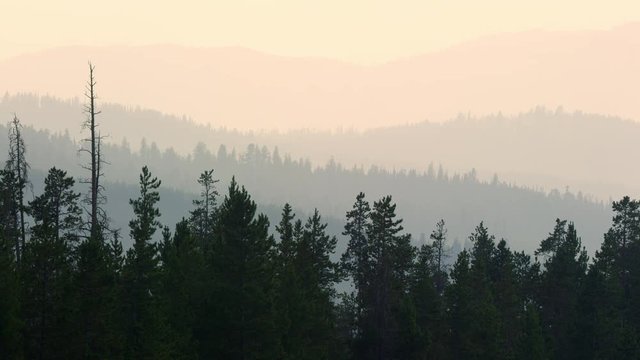 Layer of pine tree forest fading in the distance of the smokey sky.
