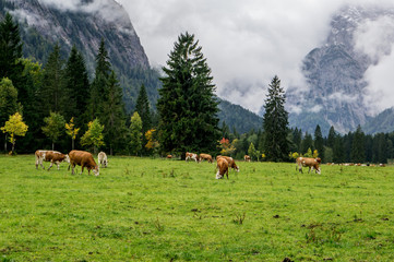 Fototapeta na wymiar Landscape with alpine cows, mountains with fog background. Maurach Austria.