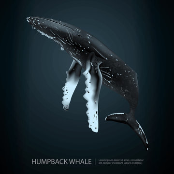 Humpback Whale Under the Sea Vector Illustration