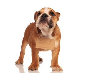 Obraz premium small english bulldog standing with card tied on neck