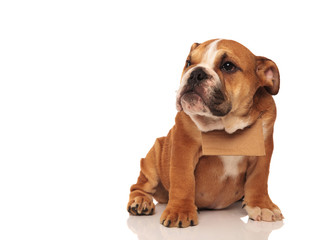 Obraz premium sad little english bulldog puppy whishing to be adopted