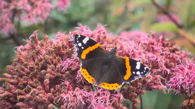 Butterfly with open wings on a pink flower in a garden in Edinburgh