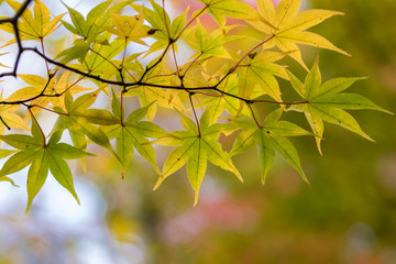 紅葉の風景