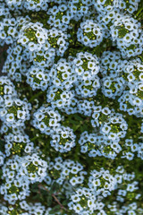 Small white and green flowers