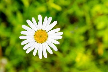 A single chamomile flower on the blurred green background