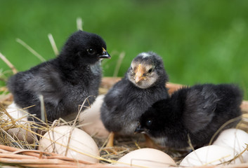 Chickens and eggs..