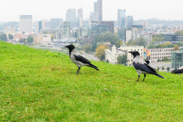 crows in the city