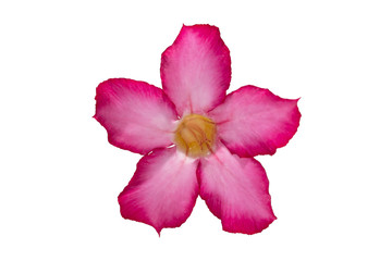 Fototapeta na wymiar Isolated image of pink flower of Adenium tree in white background