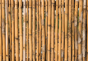 bamboo fence or wall texture and background for exterior design.