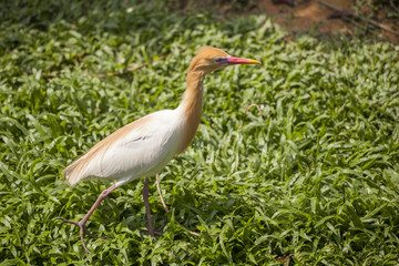Golden Egret