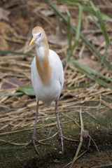 Golden Egret