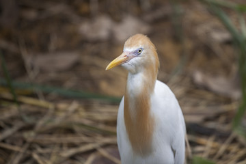 Golden Egret