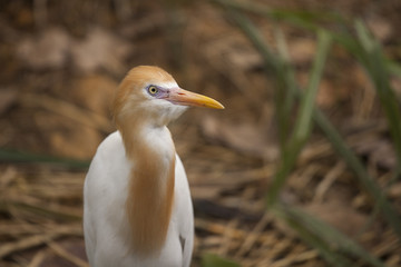 Golden Egret