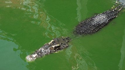 Alligator and crocodile