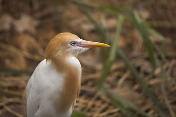 Golden Egret