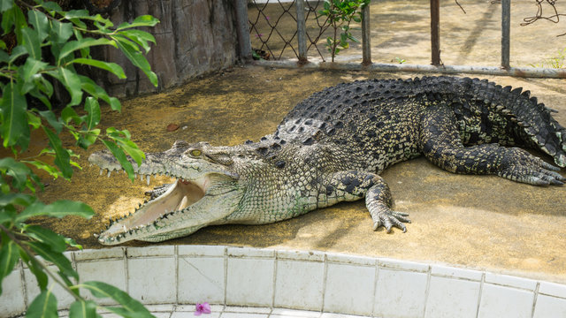 Alligator and Crocodile 
