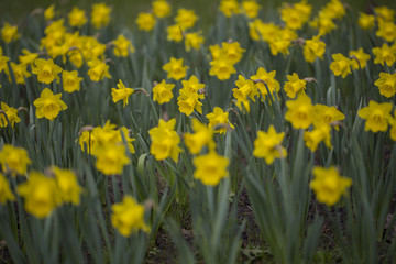 Obraz premium summer, petal, spring, day, fresh, field, season, sunny, color, natural, background, colorful, green, bloom, plant, beautiful, floral, beauty, flora, yellow, blossom, bright, garden, nature, flower