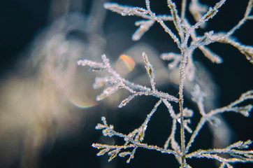 GROUND FROST - Autumn hoarfrost on forest clearing
