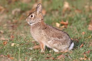 Naklejka na ściany i meble Eastern Cottontail Rabbit (Sylvilagus floridanus)