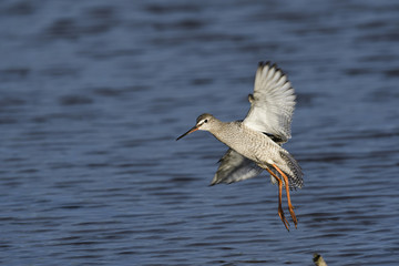ツルシギ(Spotted Redshank)