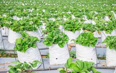 Strawberry farm's fresh green leaves. Travel and tourist for education strawberry varieties of berries.