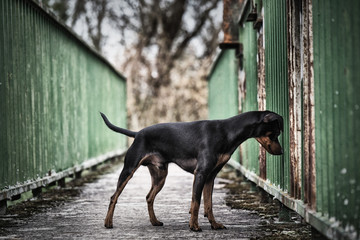 portrait Hund steht auf alter grüner verrosteter Brücke  mit betonweg