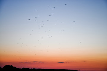 закат, небо, птицы, птицы улетают на юг, стая птиц на закате, стая птиц