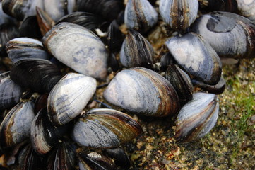 gisement naturel de moules (Mytilus edulis)