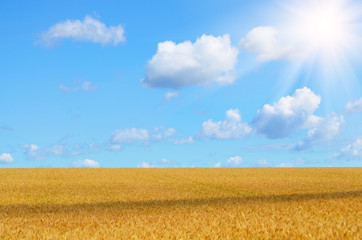 Wheat field summer sunny day under cloudy blue sky