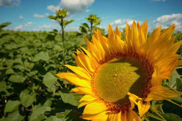 Sunflower green field under cloudy summer sky