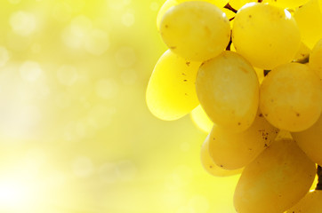 Green grape cluster against sunlight closeup view