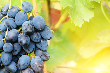 Blue grape cluster against sunlight closeup view