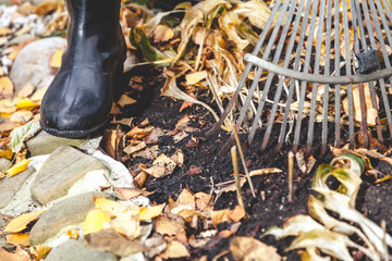 Cleaning of autumn leaves. Rake collected fallen yellow leaves