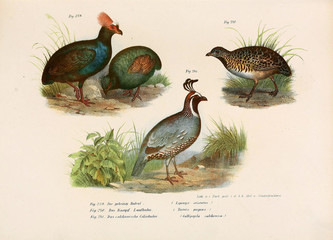 Illustration of birds.