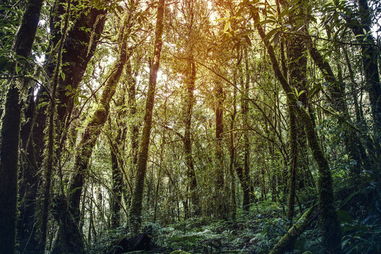 Fototapeta Beautiful tropical rainforest scene