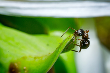 Ant working
