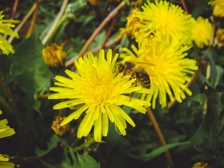 Yellow dandelion and bee on it