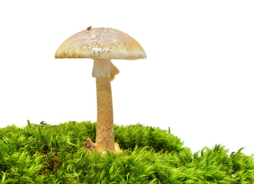 deathcap mushroom
