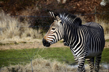 Black and white Zebra in zoo, France