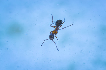 the ant in the water
