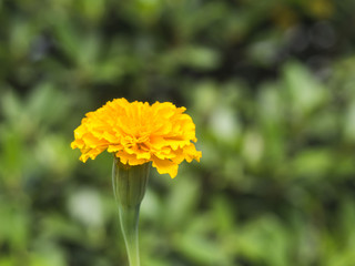 beautiful yellow marigold on blurred background