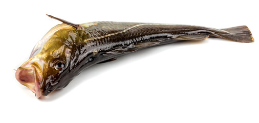  cod fish on a white background