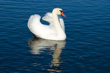 Posing white swan on the blue lake