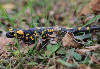Fire salamander