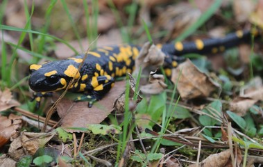 Fototapeta premium Fire salamander