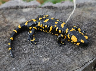 Fire salamander